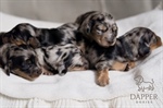 How Can I Safely Exercise My Dachshund Puppy?