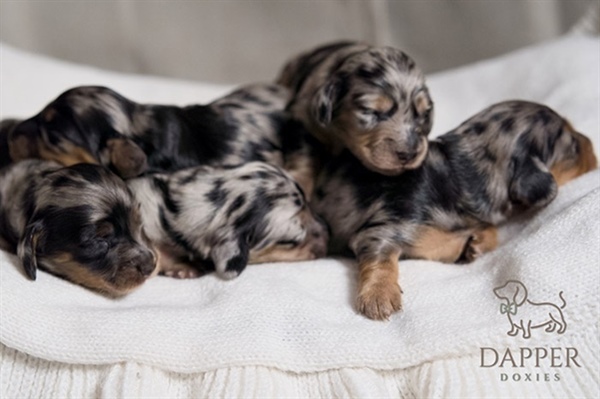 How Can I Safely Exercise My Dachshund Puppy?