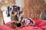 New Puppy! What Now? Best Tips for Dachshund-Owners
