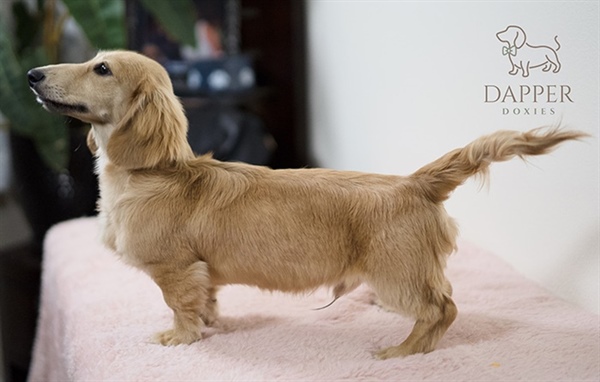 Inside the Mind of a Doxie: Understanding Dachshund Temperament and Behavior