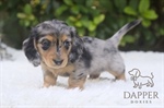 Dachshund-Proofing Your Space: Home Safety Tips for Curious Little Noses