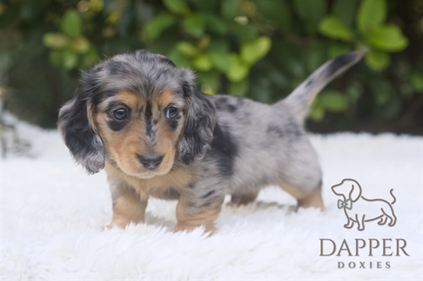 Dachshund-Proofing Your Space: Home Safety Tips for Curious Little Noses