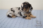 Building a Bond: How to Connect with Your Dachshund Puppy in the First 30 Days