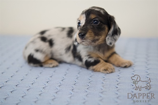 Building a Bond: How to Connect with Your Dachshund Puppy in the First 30 Days