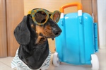 Traveling with Your Dachshund: Tips for Stress-Free Trips and Safe Adventures