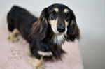 6 Fun Brain Games and Enrichment Ideas for Raising a Smarter Doxie