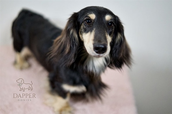 6 Fun Brain Games and Enrichment Ideas for Raising a Smarter Doxie