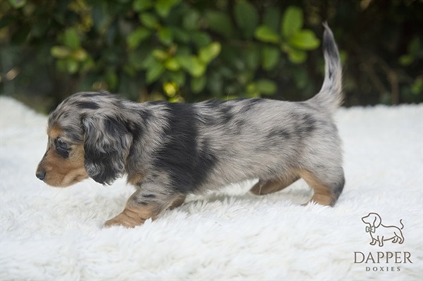 Mini But Mighty: Why Exercise Is Crucial for Your Dachshund’s Longevity