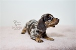 Here’s What to Expect in the First Year of Dachshund Puppyhood