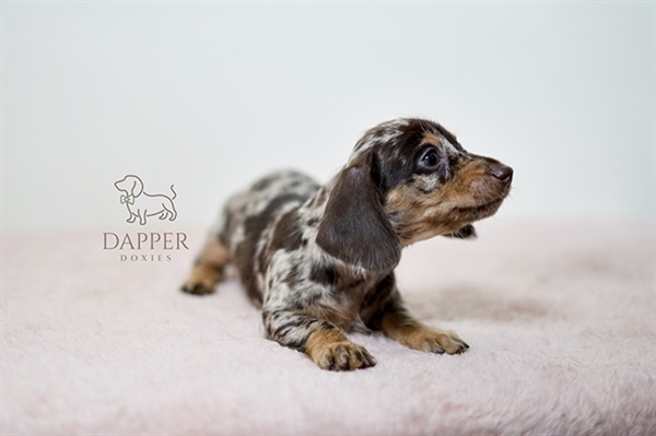 Here’s What to Expect in the First Year of Dachshund Puppyhood