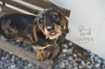 Raising Confident Puppies: How Dapper Doxies Prepares Each Pup for Their Forever Home