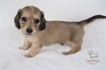 Decoding Dachshund Patterns: From Dapple to Piebald, Doxie Coats Explained!