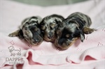 Finding Your Perfect Match: How Dapper Doxies' Intricate Screening Process Works