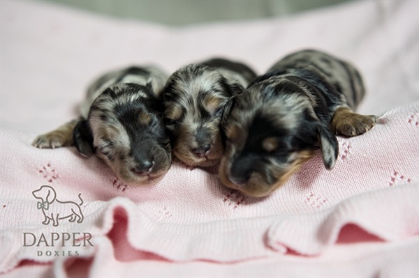 Finding Your Perfect Match: How Dapper Doxies' Intricate Screening Process Works