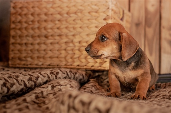 Fueling Your Doxie: Nutrition Tips to Keep Your Dachshund at a Healthy Weight
