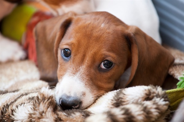 Potty Training Your New Dachshund: Gentle Strategies That Actually Work
