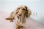 Why Genetic Testing Matters: How to Ensure Good Health For Your New Doxie