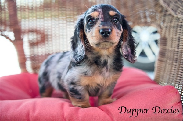 What to Look for in a Reputable Dachshund Breeder