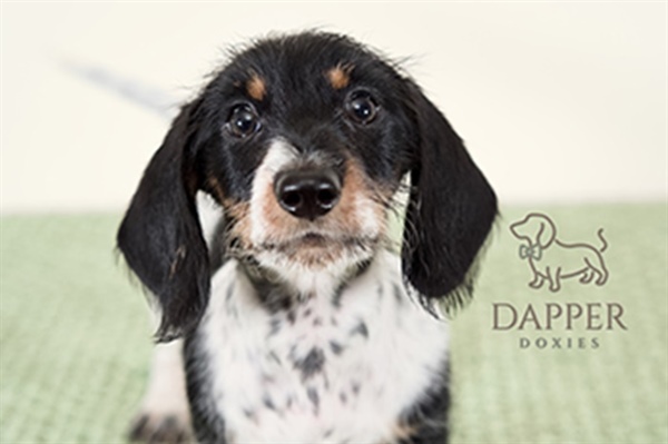 Common Health Issues in Dachshunds & How To Prevent Them