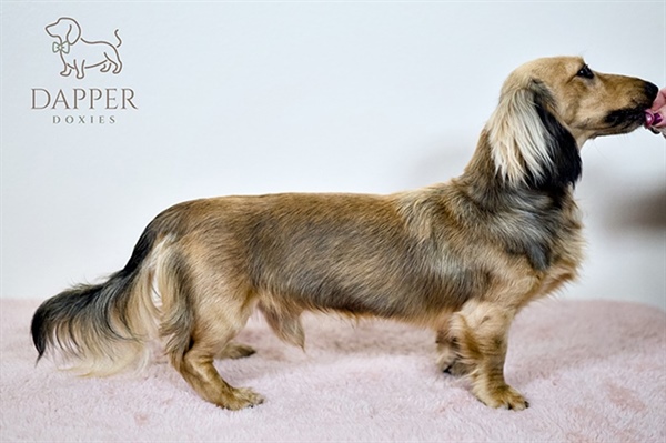 How Do I Prepare My Home for a New Dachshund Puppy?