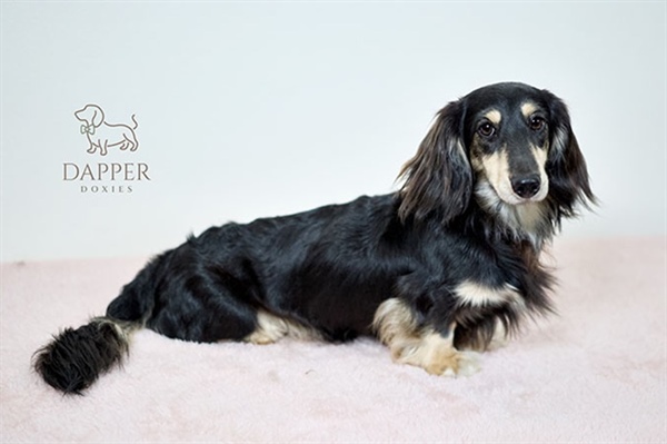 What Is the Best Diet for a Dachshund Puppy?