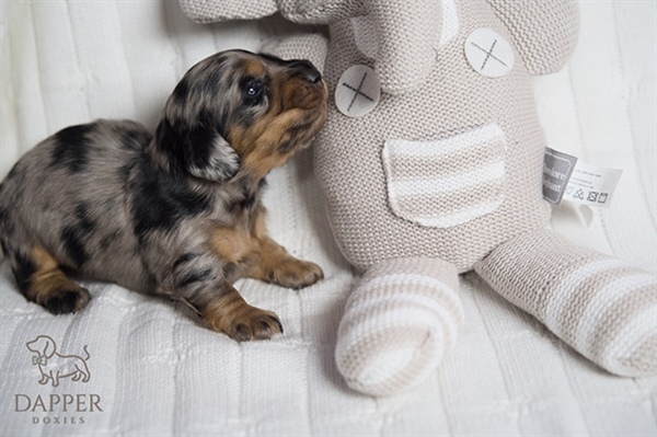 How Do I Prevent Back Problems in My Dachshund?